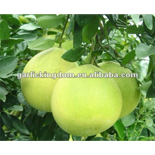 Honey Pomelo de Pinghe China (Citrus Fruit)